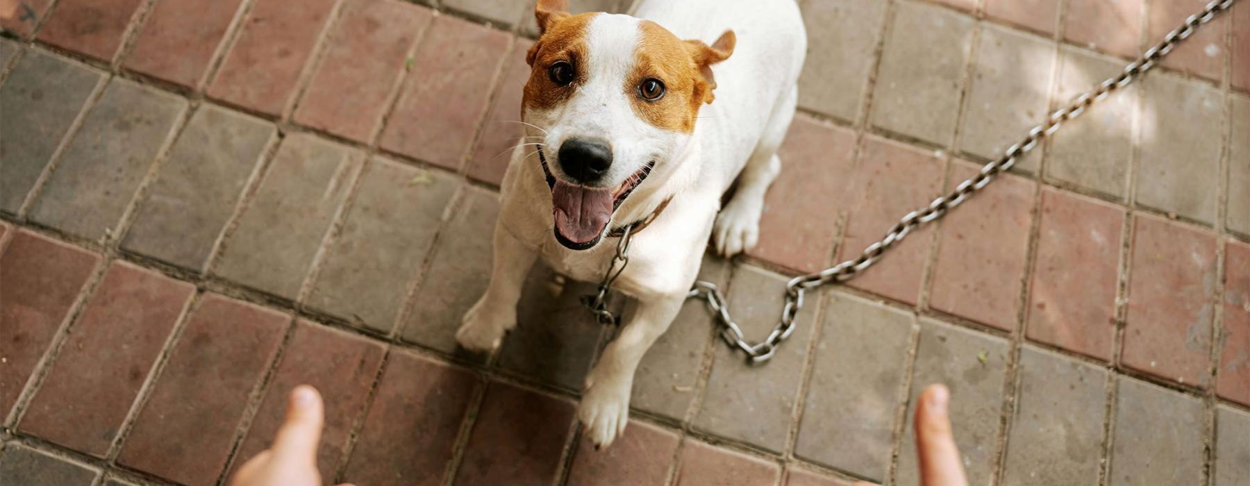 a dog on a leash being walked by a person